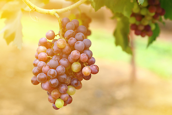 포토 JPG 해외이미지 식물 계절 산업 음식 백그라운드 잎 밭 농업 과일 자연 포도 날씨 건강 사람없음 야외 초록색 여름 컬러풀 농장 우주 환경 와인 정원 봄 수확 성장 가을 나뭇가지 신선 먹기 유기농 날것 포도밭 포도나무 발판 내추럴 숙성 양조장 해외202004 해외포토 나무 웰빙 컬러 모션 주류 과일나무 생태계 파일형식 이미지허브