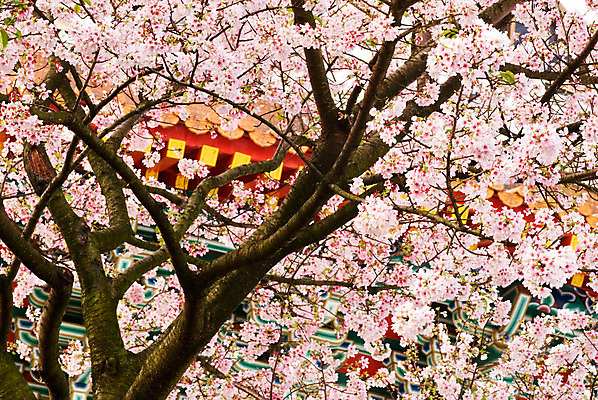 포토 JPG 해외이미지 나무 식물 계절 꽃잎 꽃 선 분홍색 백그라운드 잎 꽃무늬 농업 자연 추상 풍경 사람없음 야외 초록색 빛 정원 일본 봄 벚꽃 흰색 나뭇가지 시골 신선 개화 체리 순수 만족 원예 장면 자두 내추럴 해외202004 해외포토 감정 산업 아시아 컬러 컨셉 무늬 과일 취미 생태계 파일형식 이미지허브