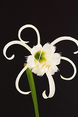 포토 JPG 해외이미지 식물 꽃잎 꽃 전구 자연 사람없음 장식 정원 흰색 향기 냄새 거미 이국적 해외202004 해외포토 컬러 곤충 생태계 파일형식 이미지허브