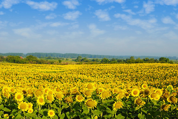 포토 JPG 해외이미지 식물 구름 꽃 문화 밭 농업 자연 하늘 해바라기 사람없음 야외 초록색 여름 파란색 농장 노란색 활발 성장 시골 해외202004 해외포토 자연요소 계절 산업 컬러 컨셉 생태계 파일형식 이미지허브