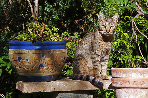 포토 JPG 해외이미지 동물 캐릭터 응시 얼굴 백그라운드 포유류 자연 수염 주택 털 따뜻함 사람없음 야외 초록색 반려동물 태양 정원 맑음 고양이 관찰 모피 노려봄 주목 해외202004 해외포토 자연요소 시선 컬러 모션 날씨 표정 건물 신체부위 생태계 파일형식 이미지허브