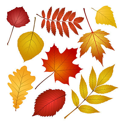 EPS 해외이미지 나무 식물 계절 공원 실루엣 백그라운드 단풍 낙엽 잎 꽃무늬 오렌지 일러스트 자연 포도 건조 빨간색 초록색 세트 컬러풀 갈색 노란색 검은색 가을 흰색 황금 숲 9월 수집 자작나무 10월 내추럴 강렬 고립 해외202004 해외일러스트 공공시설 꽃 컬러 무늬 과일 촬영기법 날짜 생태계 파일형식 벡터 이미지허브