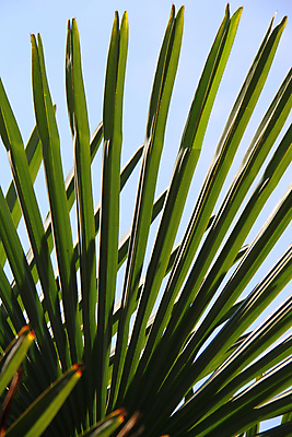 포토 JPG 해외이미지 나무 잎 자연 하늘 손바닥 사람없음 초록색 파란색 이국적 해외202004 해외포토 식물 손 컬러 생태계 파일형식 이미지허브