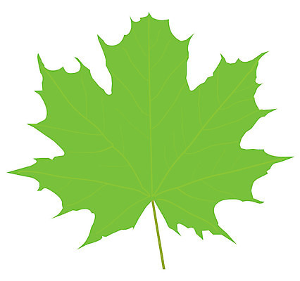 EPS 해외이미지 클립아트 모양 나무 디자인 계절 꽃 백그라운드 단풍 잎 곡선 일러스트 자연 그래픽 장식 초록색 여름 세트 노란색 페인트 봄 가을 흰색 나뭇가지 하트 수집 묘사 오브젝트 그림 서식 심플 내추럴 고립 구성 엘리먼트 스타일 해외202004 해외일러스트 식물 선 컬러 생태계 파일형식 벡터 이미지허브