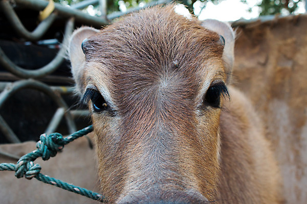 포토 JPG 해외이미지 동물 응시 공원 남자 아시아 문화 얼굴 야생동물 밭 농업 포유류 태국 자연 뿔 육류 사람없음 가로 농장 머리 환경 검은색 사진촬영 힘 시골 아기 황무지 큼 망토 묘사 황소 코 진흙 내추럴 경보 힘찬 해외202004 해외포토 시선 공공시설 나라 산업 컬러 컨셉 식재료 사람 신체부위 촬영 소 크기 생태계 파일형식 이미지허브