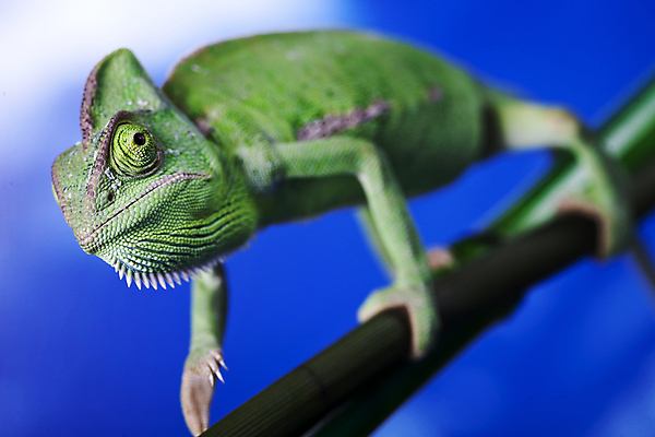 포토 JPG 해외이미지 나무 동물 자연 사람없음 빨간색 초록색 반려동물 검은색 어둠 대나무 도마뱀 이국적 카멜레온 해외202004 해외포토 식물 컬러 파충류 생태계 파일형식 이미지허브