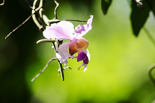 포토 JPG 해외이미지 식물 꽃잎 꽃 분홍색 잎 꽃무늬 자연 사람없음 초록색 여름 컬러풀 봄 벚꽃 내추럴 해외202004 해외포토 계절 컬러 무늬 생태계 파일형식 이미지허브