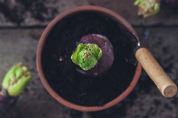 포토 JPG 해외이미지 식물 템플릿 배너 계절 꽃 포스터 백그라운드 밭 자연 휴식 씨앗 풍경 취미 사람없음 목재 가로 여름 세트 환경 정원 흙 장비 성장 도구 시골 업무 냄비 땅 에코 원예 레이아웃 먼지 주말 갈퀴 구성 땅바닥 생태학 원예사 히아신스 카피스페이스 해외202004 해외포토 나무 직업 교육 컨셉 농업 재료 바닥 공백 작업 솥 생태계 파일형식 이미지허브