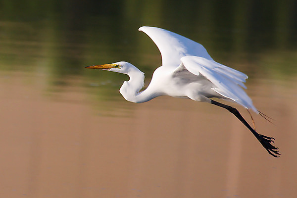 포토 JPG 해외이미지 동물 공원 자연 조류 사람없음 야외 연못 떨어짐 모피 깃털 목 동물상 해외202004 해외포토 공공시설 컨셉 신체부위 조형물 생태계 파일형식 이미지허브