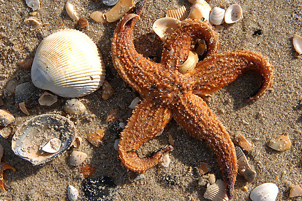 포토 JPG 해외이미지 무기 모래 바다 백그라운드 사람없음 물 껍질 죽음 수집 질감 깨짐 해외202004 해외포토 자연요소 컨셉 파일형식 이미지허브