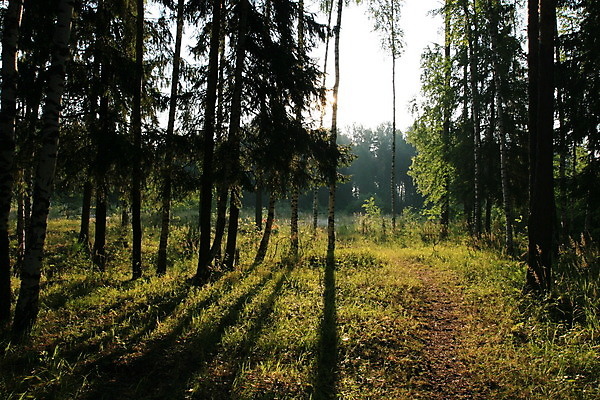 포토 JPG 해외이미지 나무 문화 날씨 기술 사람없음 강 가을 숲 러시아 철학 해외202004 해외포토 식물 계절 교육 유럽 파일형식 이미지허브