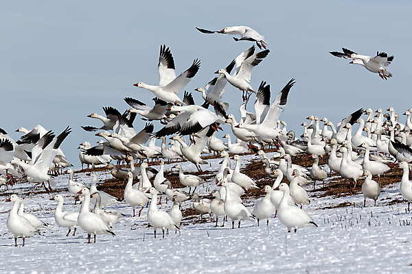 포토 JPG 해외이미지 야생동물 이동 겨울 자연 조류 하늘 사람없음 파란색 봄 흰색 그룹 군중 거위 물새 철새 해외202004 해외포토 동물 계절 컬러 컨셉 사람 생태계 파일형식 이미지허브