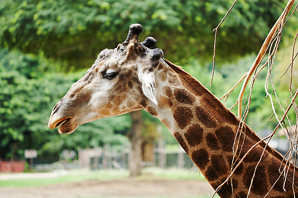 포토 JPG 해외이미지 동물 야생동물 포유류 아프리카 자연 털 동물원 서기 사람없음 머리 입 큼 기린 사파리 단봉낙타 해외202004 해외포토 나라 모션 신체부위 크기 생태계 파일형식 이미지허브