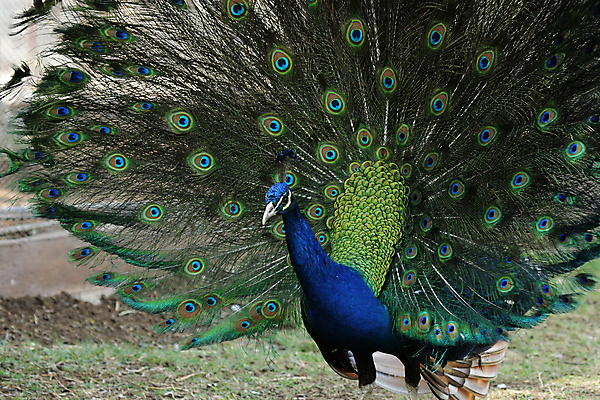 포토 JPG 해외이미지 동물 조류 사람없음 초록색 파란색 컬러풀 공작 소프트포커스 깃털 꼬리 해외202004 해외포토 컬러 촬영기법 파일형식 이미지허브