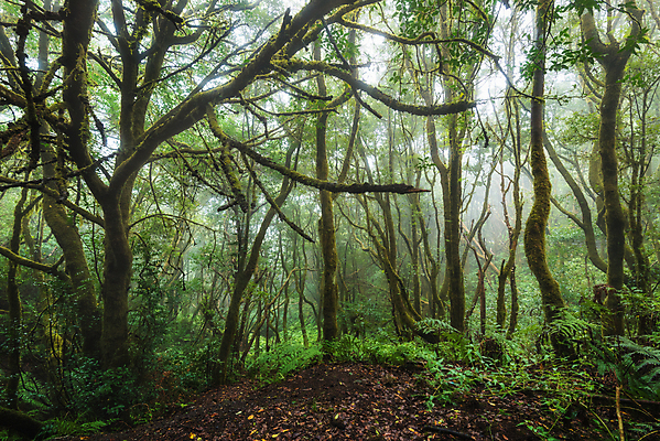 포토 JPG 해외이미지 나무 식물 계절 공원 길 섬 여행 백그라운드 잎 자국 자연 휴가 산 이끼 풍경 사람없음 야외 목재 초록색 여름 빛 햇빛 환경 하이킹 안개 나뭇가지 시골 행운 스페인 숲 열대우림 마법 내추럴 생태학 월계수 해외202004 해외포토 공공시설 교육 유럽 컬러 컨셉 재료 레저 날씨 태양 생태계 파일형식 이미지허브