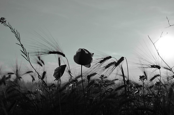 포토 JPG 해외이미지 식물 계절 꽃잎 꽃 줄기 밭 농업 자연 하늘 옥수수 풍경 사람없음 야외 빨간색 초록색 여름 농작물 컬러풀 햇빛 태양 우주 환경 맑음 봄 새벽 벚꽃 시골 신선 개화 낟알 시리얼 밀 묘사 양귀비 내추럴 취급주의 해외202004 해외포토 자연요소 산업 음식 컬러 날씨 곡류 경고 생태계 파일형식 이미지허브