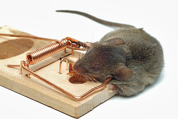 포토 JPG 해외이미지 사람없음 죽음 잡기 해충 쥐 설치류 해외202004 해외포토 동물 모션 벌레 파일형식 이미지허브