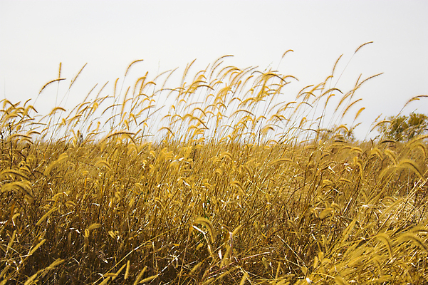 포토 JPG 해외이미지 나무 구름 밭 농업 오렌지 자연 하늘 바람 날씨 옥수수 풍경 사람없음 야외 초록색 여름 파란색 컬러풀 농장 노란색 환경 봄 가을 시골 신선 고독 숲 밀 유기농 대두 밭일 파라다이스 평야 수평선 해외202004 해외포토 자연요소 식물 웰빙 계절 감정 산업 컬러 과일 곡류 생태계 파일형식 이미지허브