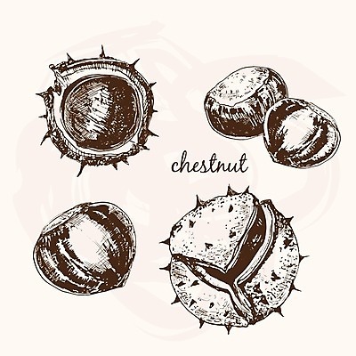 EPS 해외이미지 나무 식물 음식 과일 일러스트 자연 잉크 갈색 수확 가을 가시 스케치 수집 그림 호두 판화 식용 핵심 해외202004 해외일러스트 계절 컬러 농업 미술 견과류 생태계 파일형식 벡터 이미지허브