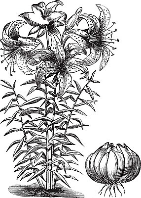 EPS 해외이미지 식물 꽃잎 꽃 줄기 백그라운드 잎 꽃무늬 패턴 일러스트 자연 미술 검은색 봄 수확 골동품 벚꽃 흰색 신선 백합 그림 향기 꽃가루 판화 내추럴 꽃수술 옛날 해외202004 해외일러스트 계절 컬러 무늬 농업 문화예술 가루 생태계 냄새 파일형식 벡터 이미지허브