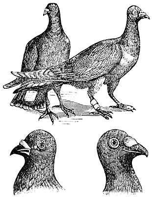 EPS 해외이미지 동물 프로포즈 날개 일러스트 통신 자연 조류 미술 평화 검은색 자유 수확 골동품 흰색 메시지 인쇄 편지 깃털 서비스 그림 비둘기 부리 판화 신앙심 옛날 채석 해외202004 해외일러스트 컬러 컨셉 농업 문화예술 생태계 파일형식 벡터 이미지허브