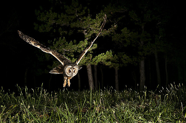 포토 JPG 해외이미지 나무 식물 동물 응시 얼굴 야생동물 자연 조류 성인 사람없음 야외 초록색 나뭇가지 시골 관찰 쥐 숲 먹이 깃털 사냥 부리 귀 육식동물 부엉이 사냥꾼 해외202004 해외포토 직업 시선 컬러 모션 사람 신체부위 설치류 생태계 파일형식 이미지허브