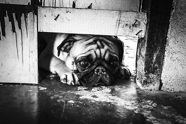 포토 JPG 해외이미지 동물 시선 벽 백그라운드 생각 추상 사람없음 목재 반려동물 회색 수확 표현 거친 주름 기다림 개 강아지 고독 작음 복고 그런지 기르기 옛날 혼자 해외202004 해외포토 나무 감정 컬러 무늬 농업 재료 포유류 모션 크기 돌봄 파일형식 이미지허브