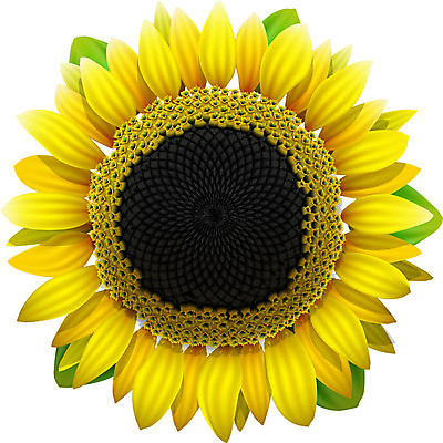 EPS 해외이미지 식물 꽃잎 꽃 행복 잎 꽃무늬 농업 오렌지 일러스트 자연 해바라기 씨앗 컬러풀 노란색 정원 봄 성장 벚꽃 흰색 원형 개화 꽃집 유기농 원예 질감 꽃가루 내추럴 고립 현실 해외202004 해외일러스트 도형 웰빙 계절 감정 산업 컬러 무늬 과일 취미 상점 가루 생태계 파일형식 벡터 이미지허브