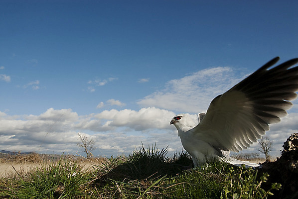 포토 JPG 해외이미지 동물 유럽 야생동물 날개 포유류 아프리카 자연 조류 앉기 사람없음 야외 회색 나뭇가지 스페인 보호 깃털 연 생물학 부리 육식동물 사냥꾼 남쪽 내추럴 경보 동물상 발톱 해외202004 해외포토 나무 직업 교육 나라 컬러 컨셉 모션 발 조형물 놀이용품 방향 생태계 파일형식 이미지허브