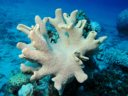 포토 JPG 해외이미지 동물 야생동물 아프리카 자연 이집트 풍경 사람없음 물 파란색 컬러풀 바닷속 수중 호주 생태계 인도네시아 태평양 수족관 홍해 인도양 몰디브 깊이 소금물 해외202004 해외포토 자연요소 나라 아시아 바다 컬러 오세아니아 파일형식 이미지허브