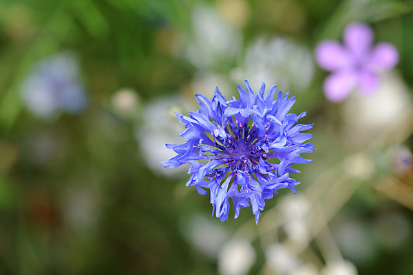 포토 JPG 해외이미지 식물 꽃 잎 자연 사람없음 야외 초록색 여름 정원 닫기 수레국화 해외202004 해외포토 계절 컬러 모션 생태계 파일형식 이미지허브