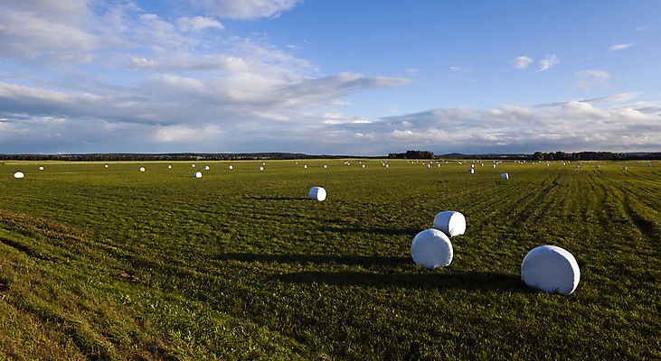 포토 JPG 해외이미지 모양 식물 동물 계절 산업 음식 패턴 밭 농업 포장 자연 건조 풍경 사람없음 야외 여름 농작물 농장 쌓기 수확 가을 시골 원형 그룹 건초더미 볏짚 보호 플라스틱 자르기 장면 패키지 수납 뭉치 밀짚 흙더미 줄서기 포장소품 해외202004 해외포토 도형 컨셉 무늬 모션 재질 흙 건초 짚 오브젝트 생태계 포장재료 파일형식 더미 이미지허브