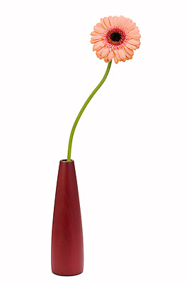 포토 JPG 해외이미지 식물 꽃잎 꽃 잎 꽃무늬 오렌지 자연 발렌타인데이 선물 사람없음 목재 장식 빨간색 꽃병 축제 벚꽃 신선 생일 배열 꽃집 심볼 흰배경 생물학 거베라 고립 카피스페이스 해외202004 해외포토 나무 교육 기념일 컬러 백그라운드 무늬 과일 재료 데이이벤트 상점 공백 흰색 생태계 파일형식 이미지허브