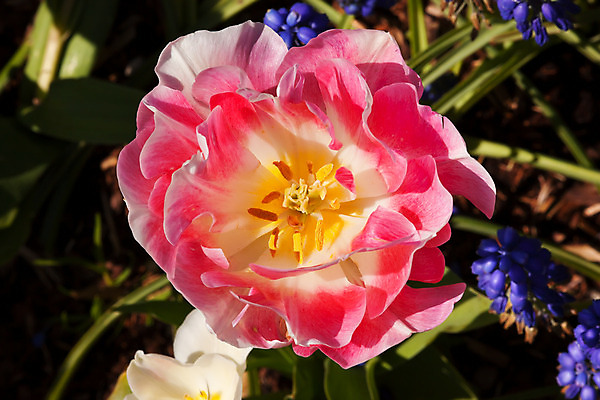 포토 JPG 해외이미지 식물 꽃잎 꽃 줄기 분홍색 꽃무늬 밭 농업 자연 사람없음 초록색 컬러풀 햇빛 농장 정원 봄 튤립 벚꽃 개화 밭일 영원 해외202004 해외포토 계절 산업 컬러 무늬 태양 생태계 파일형식 이미지허브