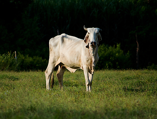 포토 JPG 해외이미지 동물 밭 태국 동양인 사람없음 농장 흰색 시골 소 노려봄 해외202004 해외포토 아시아 컬러 농업 포유류 표정 인종 파일형식 이미지허브