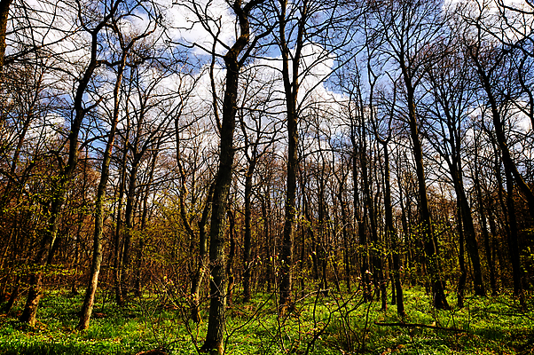 포토 JPG 해외이미지 나무 식물 공원 야생동물 줄기 잎 자연 아침 풍경 사람없음 목재 초록색 환경 봄 시골 숲 침엽수 방법 해외202004 해외포토 주간 동물 계절 공공시설 컬러 재료 생태계 파일형식 이미지허브