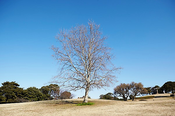 포토 JPG 주간 나무 식물 공원 자연 하늘 풍경 사람없음 야외 국내포토 자연요소 공공시설 생태계 파일형식