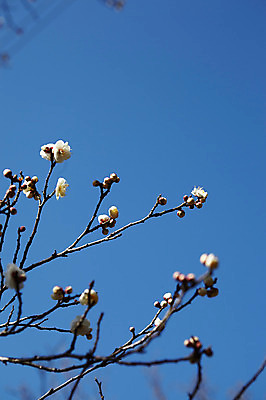 포토 JPG 주간 나무 식물 계절 꽃 봄꽃 자연 하늘 풍경 사람없음 야외 아웃포커스 봄풍경 봄 나뭇가지 매화 국내포토 자연요소 촬영기법 생태계 파일형식