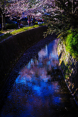 포토 JPG 주간 나무 식물 해외풍경 계절 아시아 자연 사람 풍경 여러명 야외 강 일본 봄풍경 봄 원근감 벚꽃 수로 교토 국내포토 자연요소 해외 꽃 나라 뷰포인트 다수 생태계 파일형식