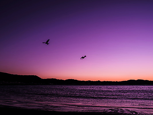포토 JPG 동물 실루엣 바다 두마리 자연현상 자연 조류 하늘 산 풍경 해변 사람없음 야외 일출 노을 어둠 일몰 비행 야간 국내포토 자연요소 2 촬영기법 생태계 파일형식