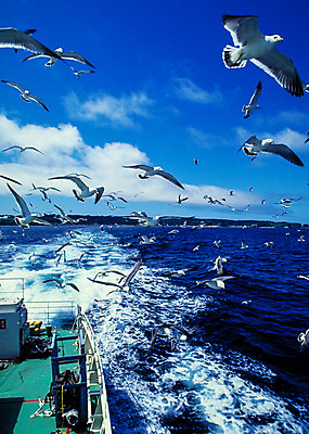 포토 JPG 주간 동물 구름 야생동물 파도 바다 여러마리 자연 갈매기 조류 하늘 풍경 사람없음 야외 비행 새떼 선박 국내포토 자연요소 다수 수상교통 생태계 파일형식