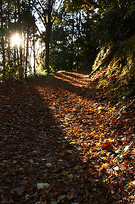 포토 JPG 주간 나무 식물 계절 길 낙엽 자연 나뭇잎 그림자 풍경 사람없음 야외 햇빛 태양 가을풍경 산책로 가을 숲 숲길 국내포토 자연요소 잎 생태계 파일형식 가을_계절