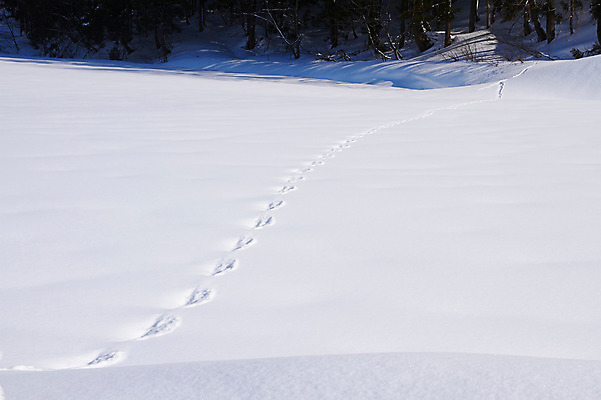 포토 JPG 주간 나무 식물 계절 컬러 백그라운드 겨울 자연 풍경 사람없음 야외 설원 흰색 눈 발자국 흔적 겨울풍경 국내포토 자연요소 자국 날씨 눈_날씨 생태계 파일형식