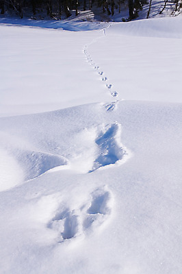 포토 JPG 주간 나무 식물 계절 컬러 백그라운드 겨울 자연 풍경 사람없음 야외 설원 원근감 흰색 눈 발자국 흔적 겨울풍경 국내포토 자연요소 뷰포인트 자국 날씨 눈_날씨 생태계 파일형식