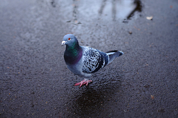 포토 JPG 주간 동물 한마리 야생동물 조류 바닥 사람없음 야외 아웃포커스 비둘기 국내포토 자연요소 1 촬영기법 파일형식