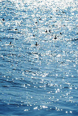 포토 JPG 주간 동물 바다 여러마리 자연 조류 풍경 사람없음 야외 물 국내포토 자연요소 다수 생태계 파일형식