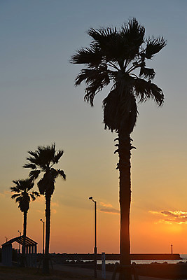 포토 JPG 나무 식물 구름 실루엣 바다 가로등 자연현상 자연 하늘 풍경 사람없음 야외 야자수 일출 노을 일몰 국내포토 자연요소 공공시설 촬영기법 생태계 파일형식
