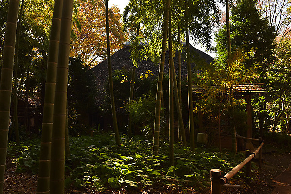 포토 JPG 주간 나무 식물 해외풍경 건축물 아시아 전통문화 고건축 일본문화 주택 풍경 사람없음 야외 일본 동양건축 숲 대나무 일본전통 일본건축 국내포토 자연요소 동양문화 전통 해외 건축 나라 문화 외국문화 건물 파일형식 동양