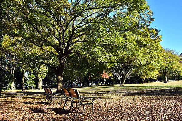 포토 JPG 주간 나무 식물 계절 공원 낙엽 벤치 의자 자연 풍경 사람없음 야외 가을풍경 가을 국내포토 자연요소 공공시설 가구 잎 생태계 파일형식 가을_계절