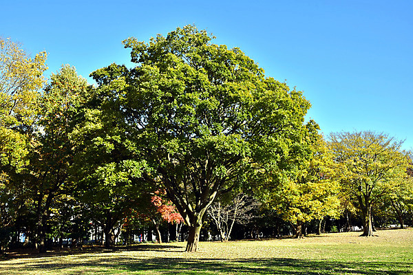 포토 JPG 주간 나무 식물 계절 공원 자연 풍경 잔디 사람없음 야외 가을풍경 가을 국내포토 자연요소 공공시설 생태계 파일형식 가을_계절